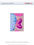 Oxygenation_of_Blood