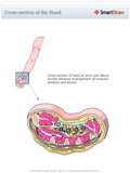 Cross-section_of_the_Hand