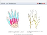 Dorsal_View_of_the_Hand