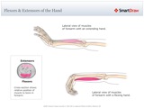 Flexors_&_Extensors_of_the_Hand