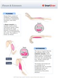 Flexors_&_Extensors