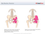 Hip_Muscles,_Posterior