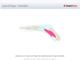 Lateral_Finger_-_Extended