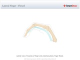 Lateral_Finger_-_Flexed