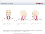 Rotation_of_the_Neck