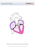 Ventricular_Systole