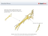 Brachial_Plexus