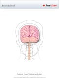 Brain_&_Skull3