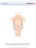 Brainstem