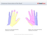 Cutaneous_Innervation_of_the_Hand