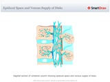 Epidural_Space_and_Venous_Supply_of_Disks