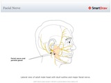 Facial_Nerve