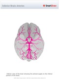 Inferior_Brain_Arteries
