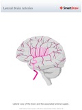 Lateral_Brain_Arteries