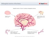 Midsagittal_arteries_of_the_Brain