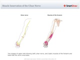 Muscle_Innervation_of_the_Ulnar_Nerve
