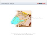 Nasal_Septum_Nerves