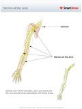 Nerves_of_the_Arm