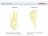 Nerves_of_the_Foot