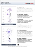 Types_of_Neurons