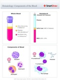 Hematology_Components_of_the_Blood