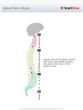 Spinal_Nerve_Roots