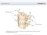 Spinal_Nerves