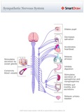 Sympathetic_Nervous_System