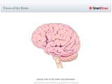Views_of_the_Brain3