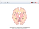 Views_of_the_Brain9