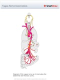 Vagus_Nerve_Innervation