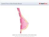 Lateral_View_of_the_Female_Breast