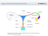 Organs_of_the_Female_Reproductive_System