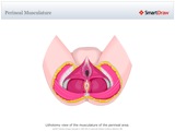Perineal_Musculature