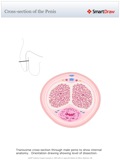 Cross-section_of_the_Penis