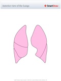 Anterior_view_of_the_Lungs