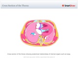Cross_Section_of_the_Thorax