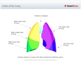 Lobes_of_the_Lung