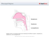 Pharyngeal_Regions
