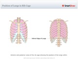 Position_of_Lungs_in_Rib_Cage
