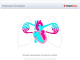 Pulmonary_Circulation