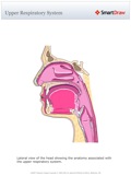 Upper_Respiratory_System