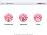 Vocal_Cord_Positions