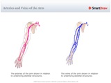 Arteries_and_Veins_of_the_Arm