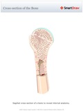 Cross-section_of_the_Bone
