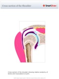 Cross-section_of_the_Shoulder