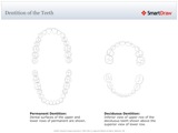 Dentition_of_the_Teeth