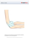 Elbow_Joint