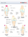 Knee_Joint
