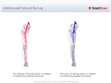 Arteries_and_Veins_of_the_Leg